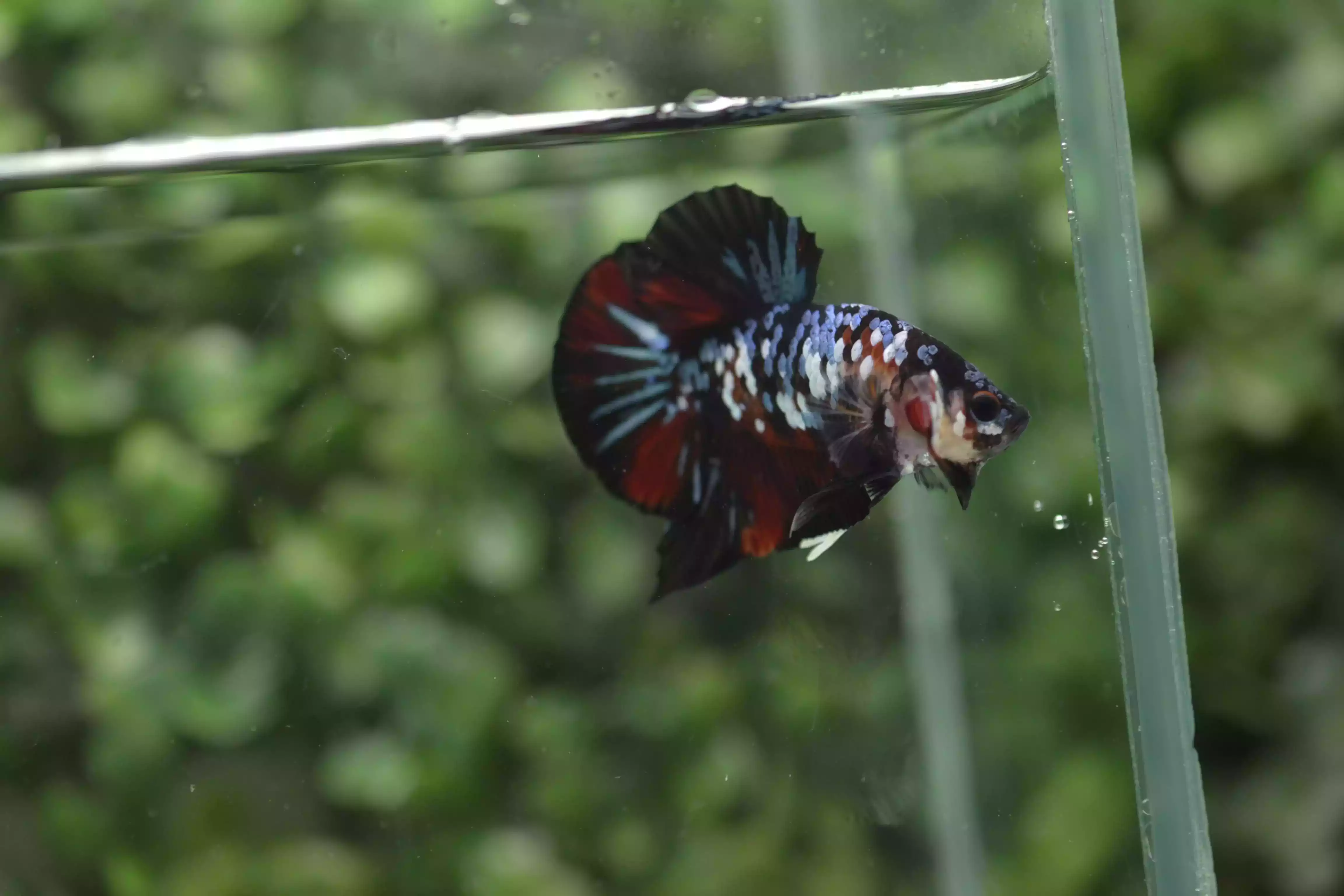 Ikan Cupang Plakat Avatar