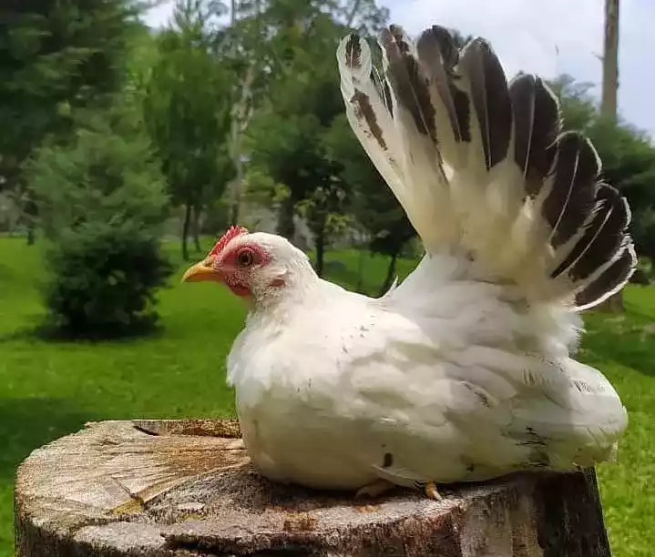 Ayam Kate