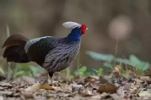 Ayam Khalij Pheasant