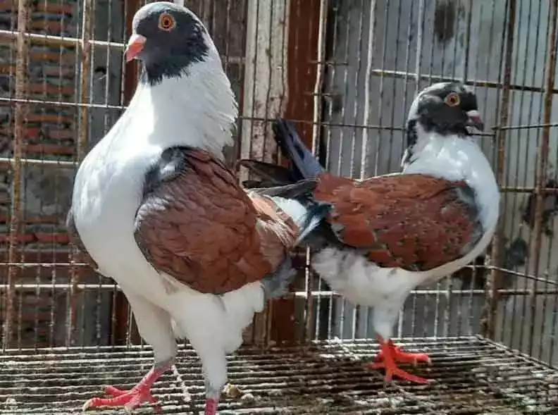 Burung Merpati Modena Batik