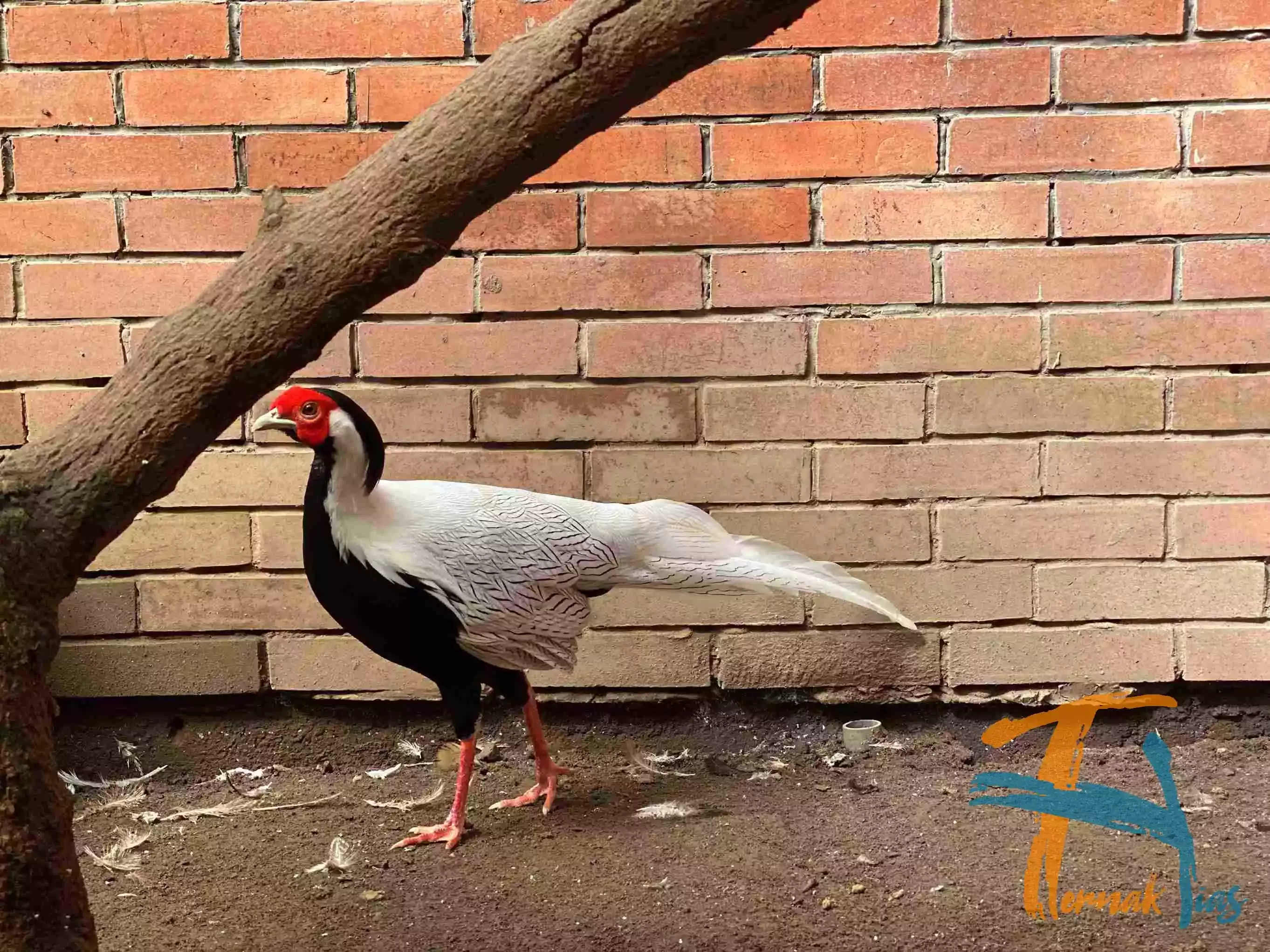 Silver Pheasant
