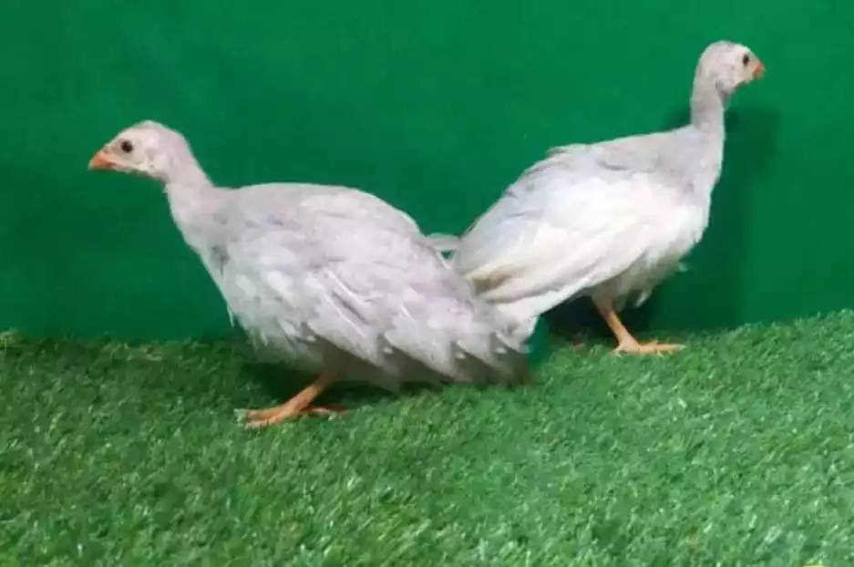 Ayam Mutiara Lavender (Silver)