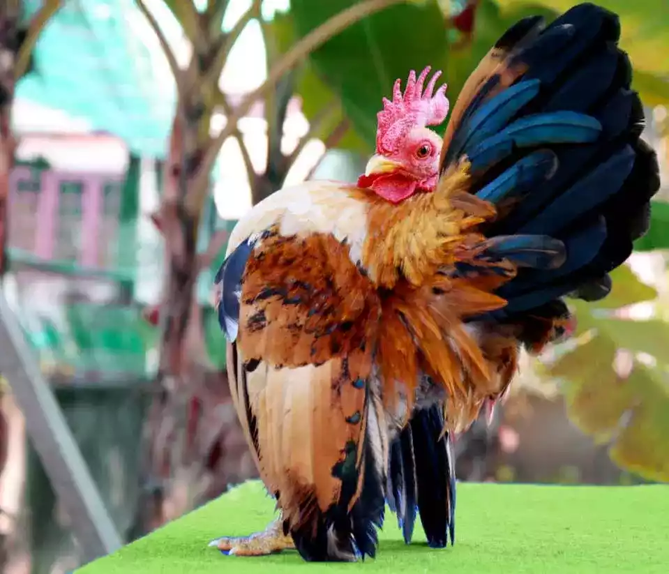 Ayam Serama