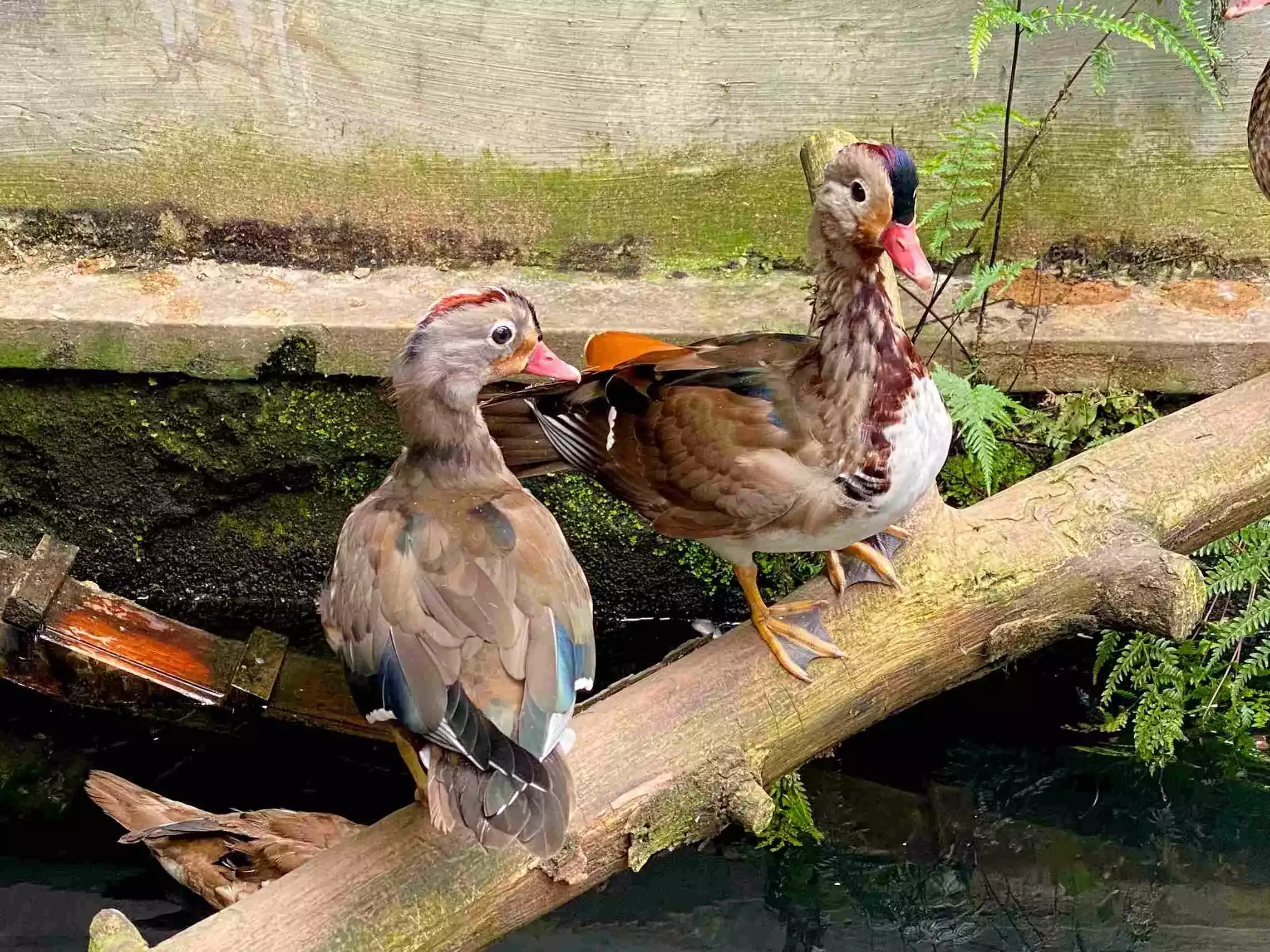 Bebek Mandarin