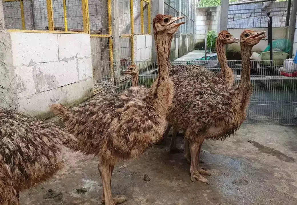 Burung Unta