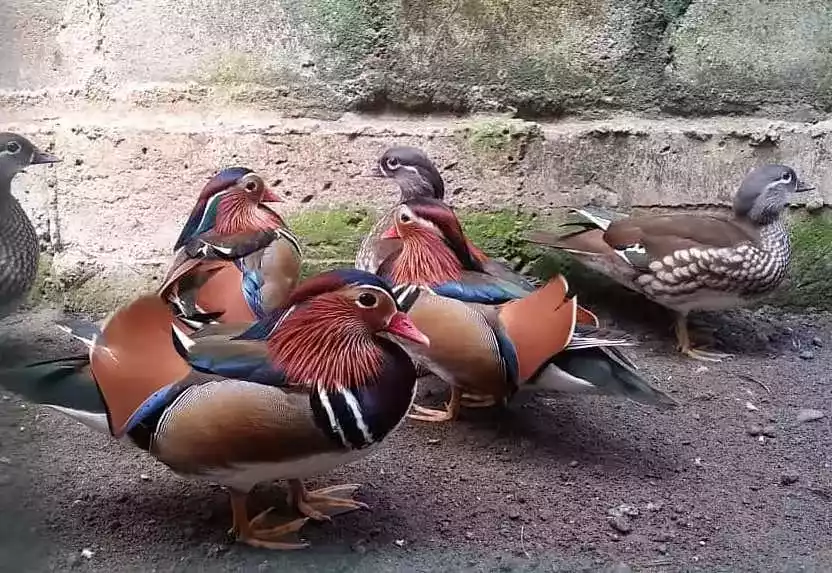 Bebek Mandarin