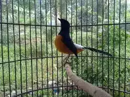 Burung Murai Batu Borneo
