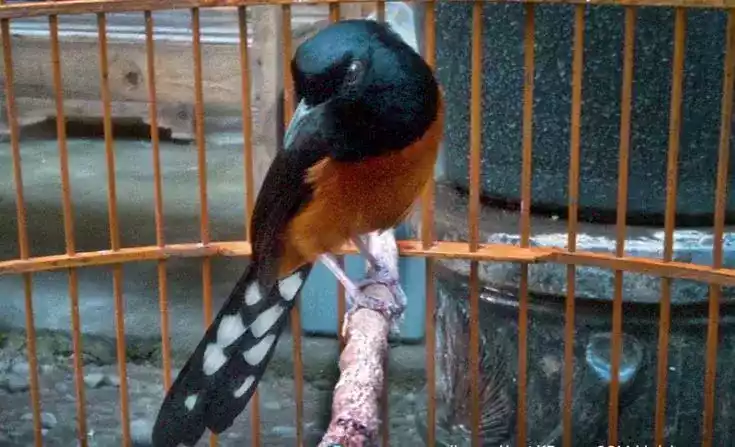 Burung Murai Batu