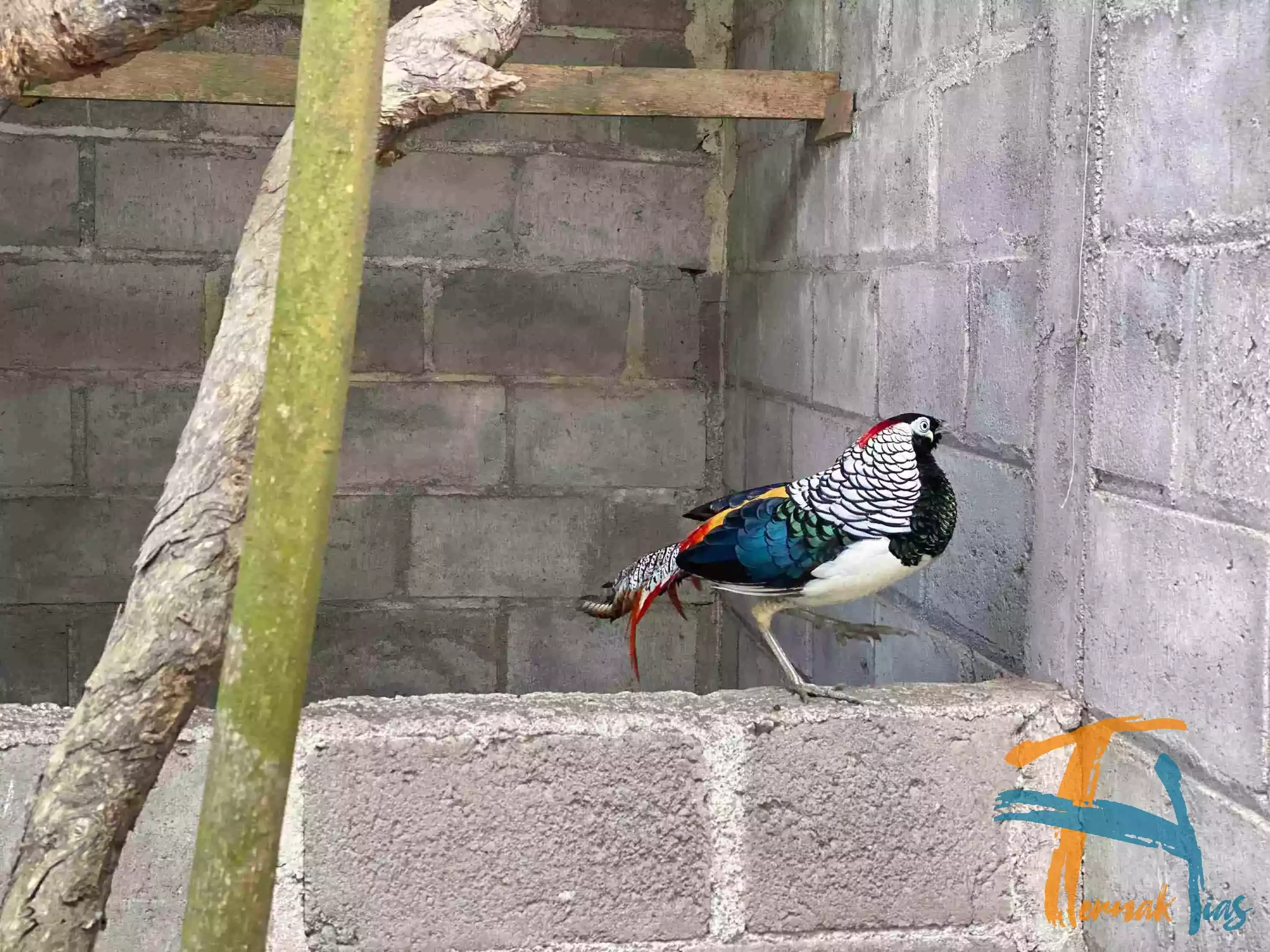 Lady Amherst's Pheasant