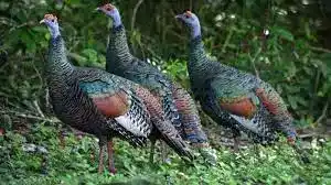 Kalkun Ocellated