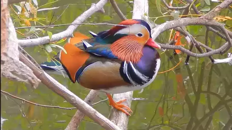 Bebek Mandarin