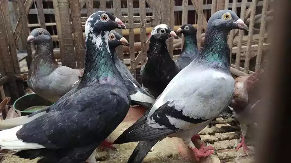 Burung Merpati Wina
