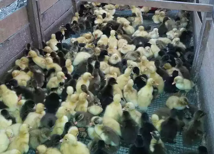 DOD Bebek Hibrida