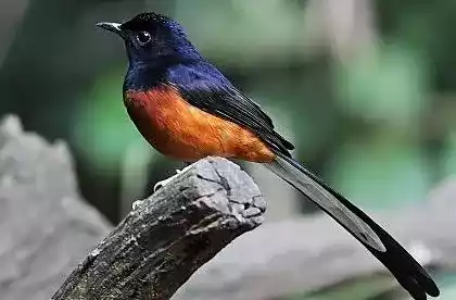 Burung Murai Batu Aceh