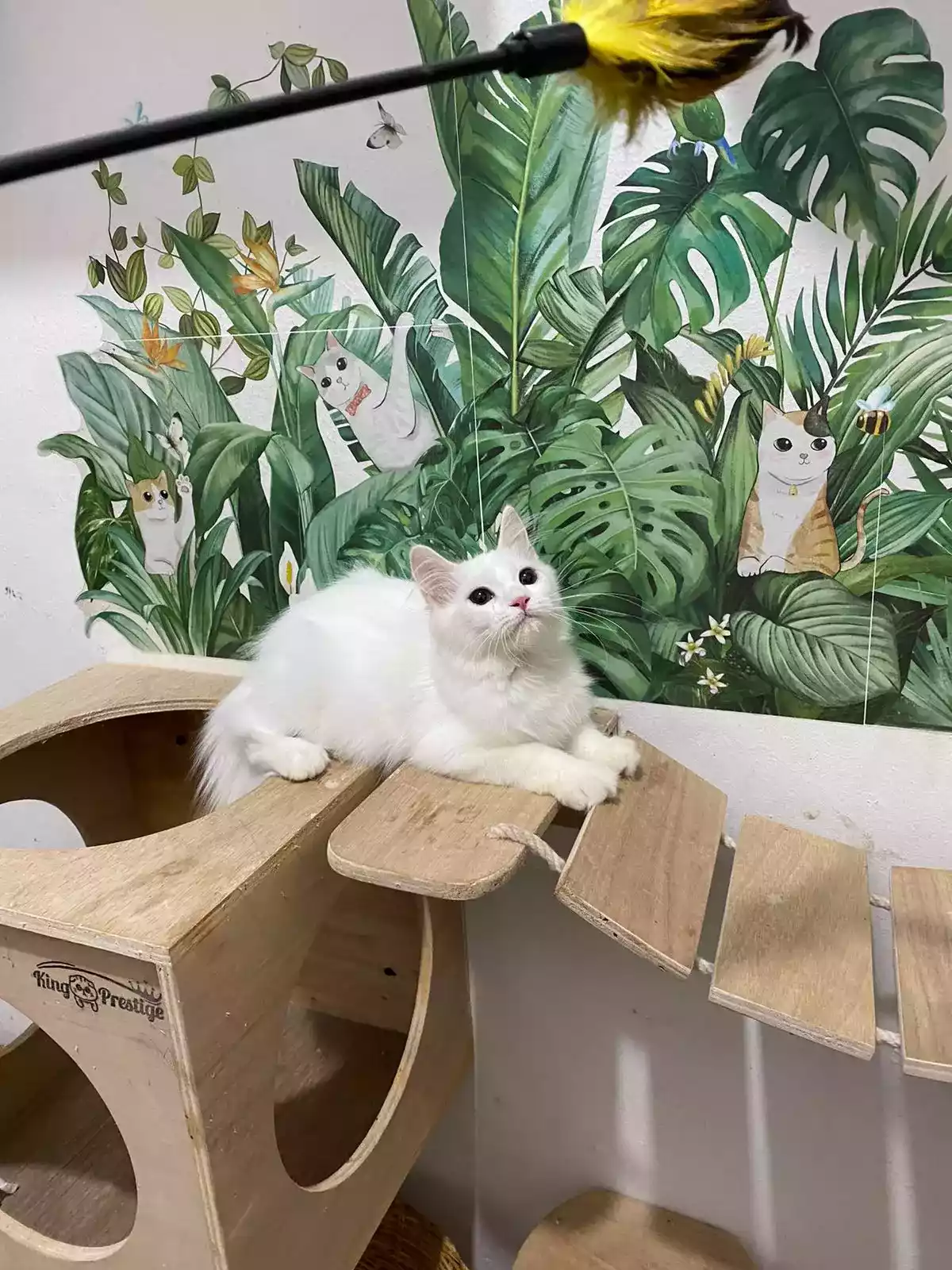 Kucing Persia Putih Bersih Bulu Lebat Aktif