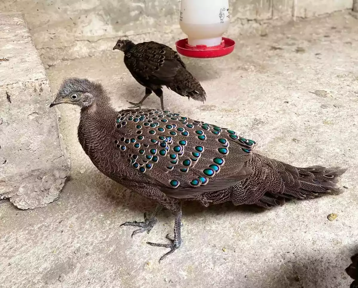Grey Peacock Pheasant