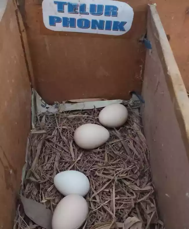 Telur Ayam Phoenix