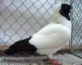 Burung Merpati Blacknun