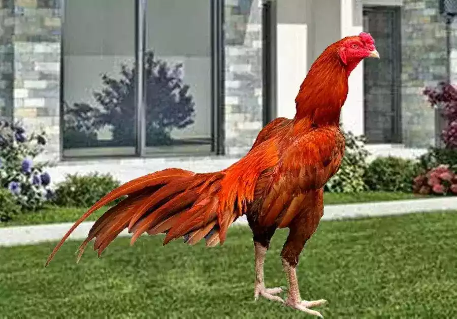 Ayam Bangkok