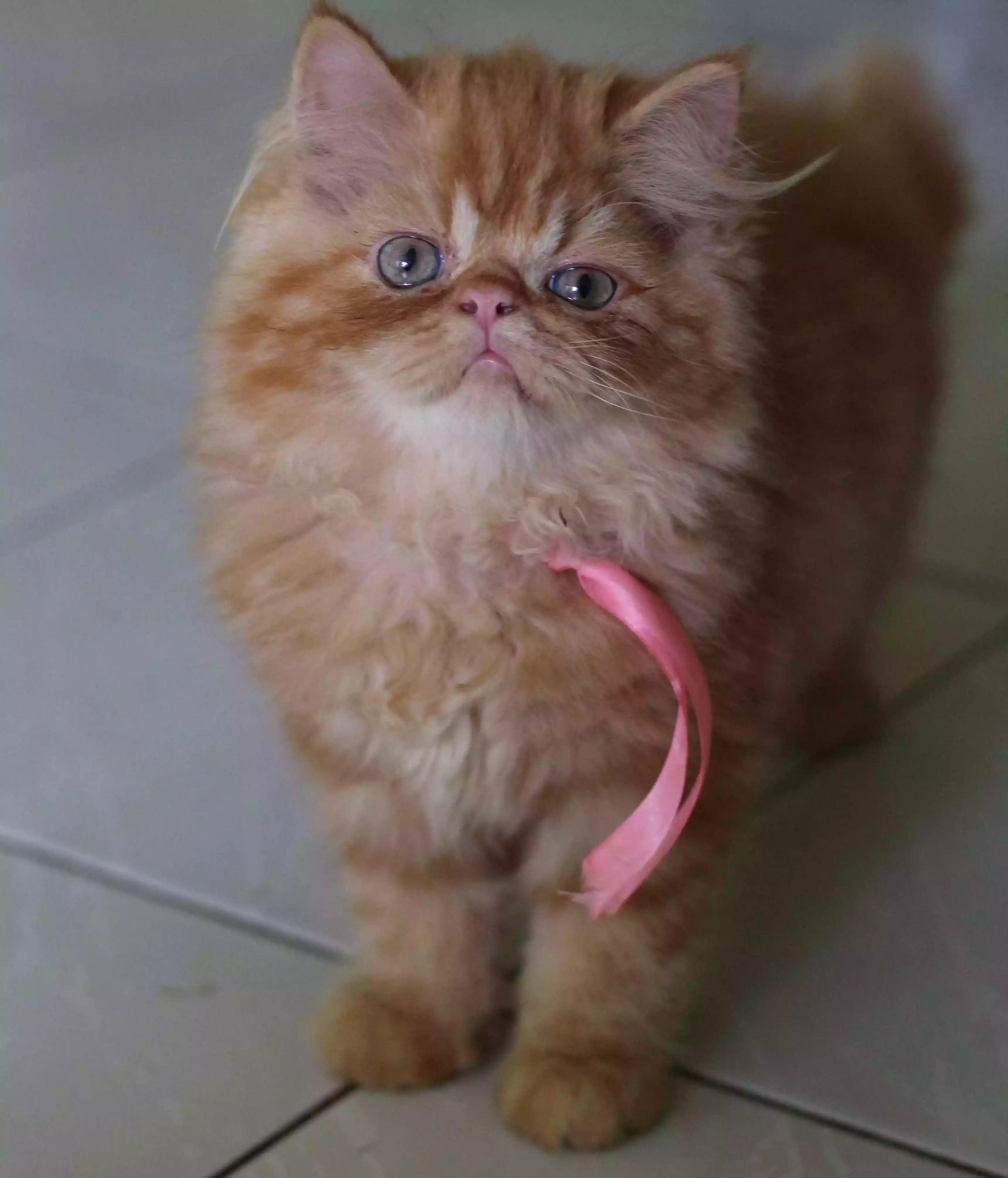 Kucing Persia Peaknose