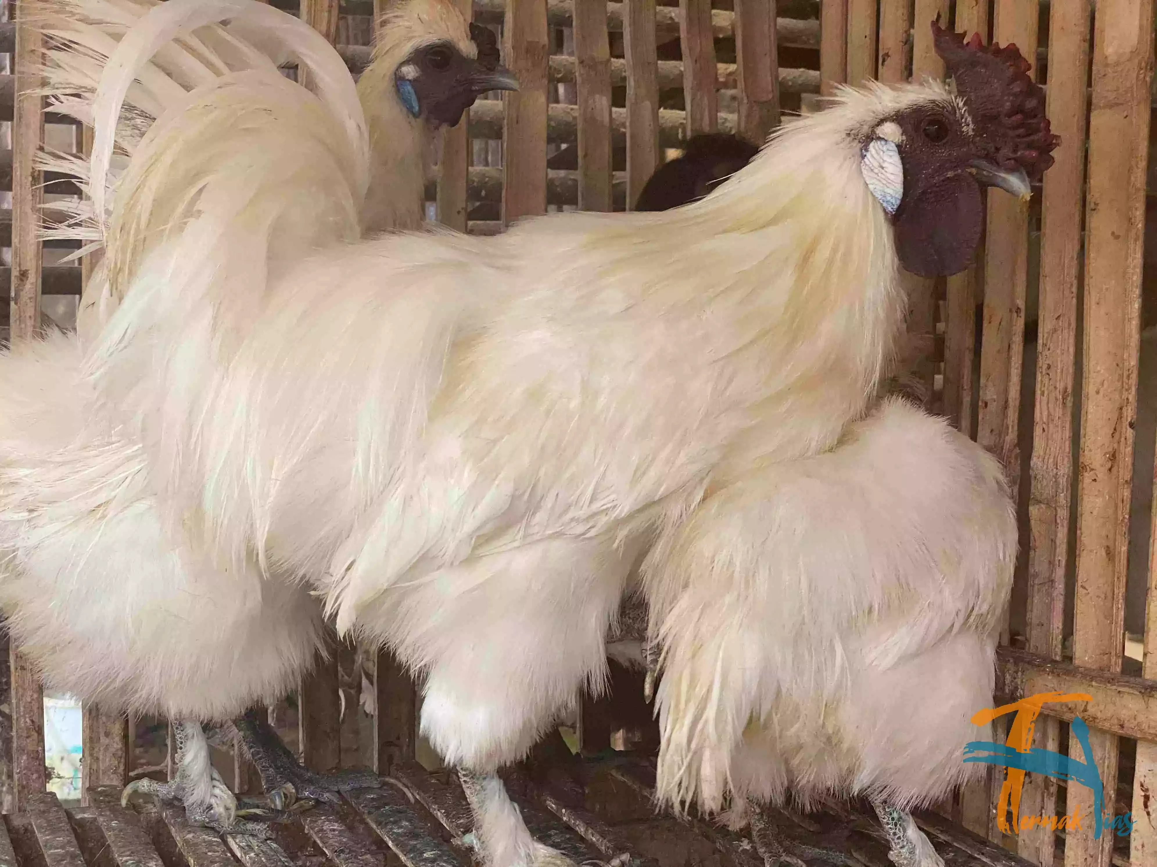 Ayam Kapas