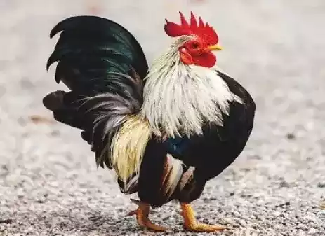 Ayam Kate