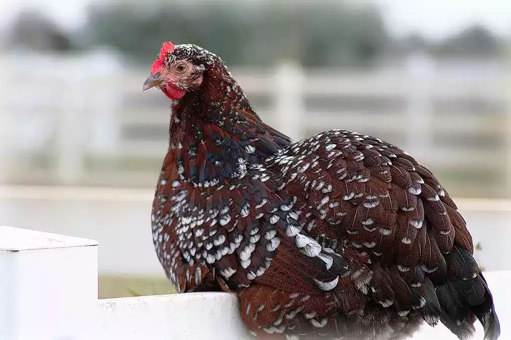 Ayam Sussex