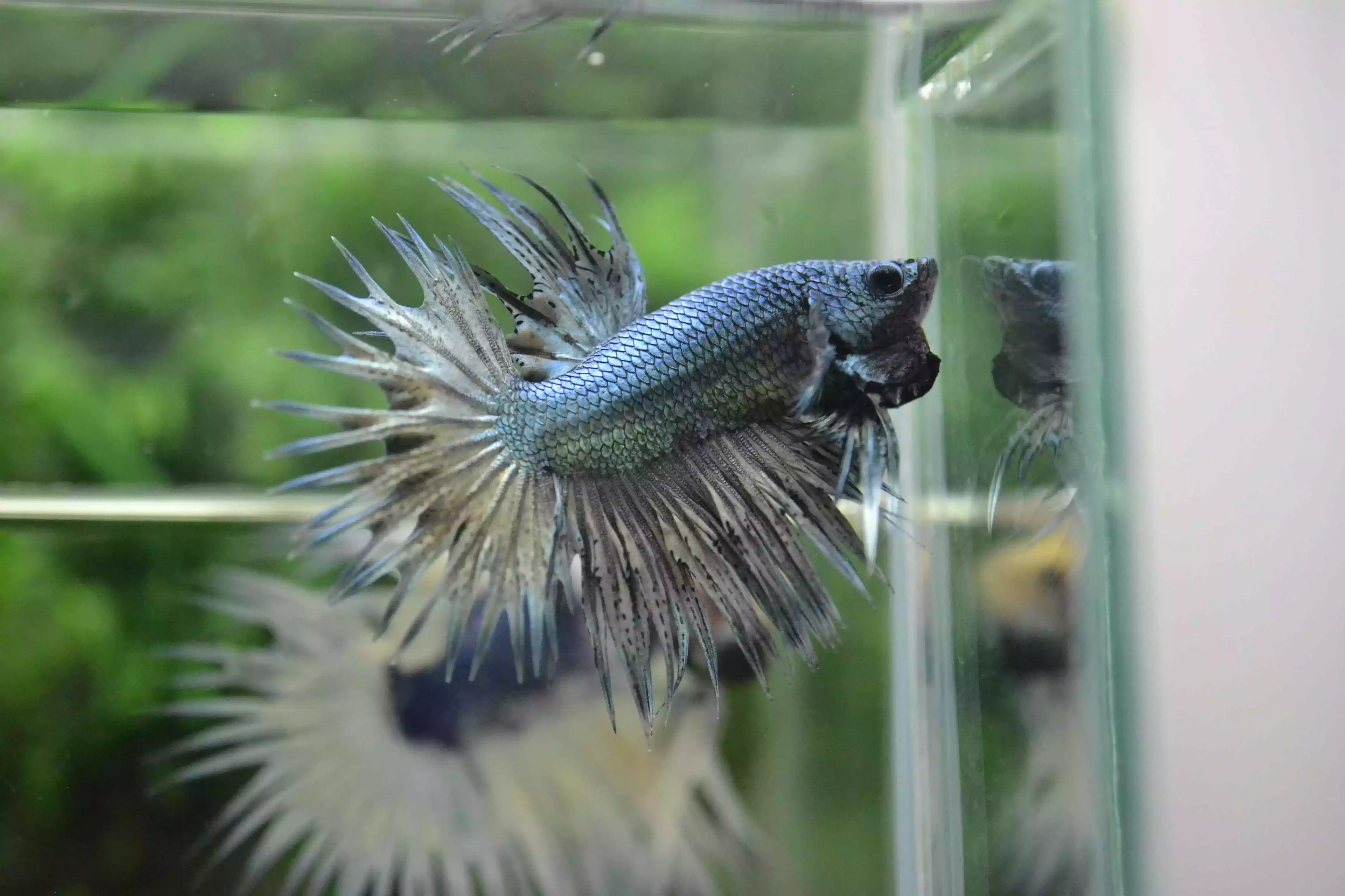 Ikan Cupang Crowntail Copper