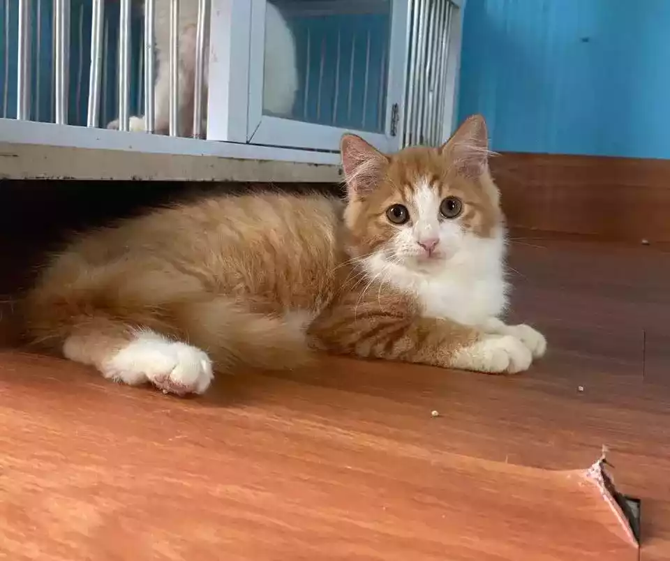 Kucing Persia Oren Putih Gelap