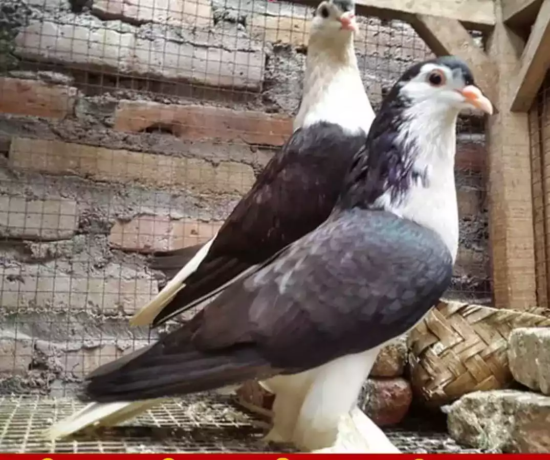 Burung Merpati Lahore
