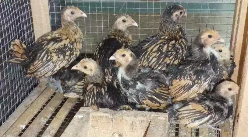 Ayam Sebright (Batik Kanada)