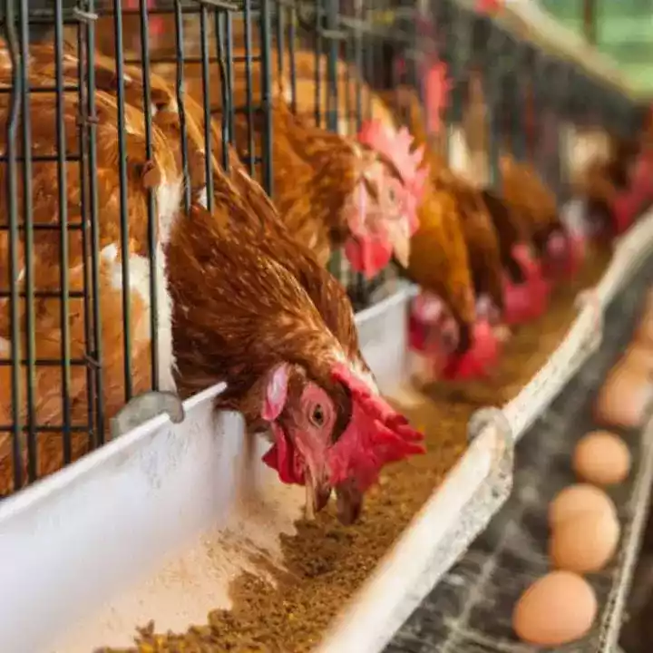 DOC Ayam Petelur