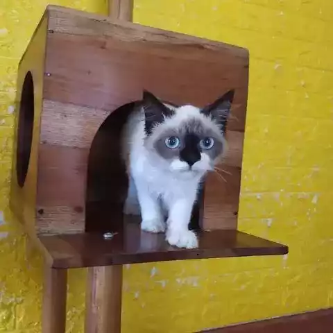 Kucing Siam