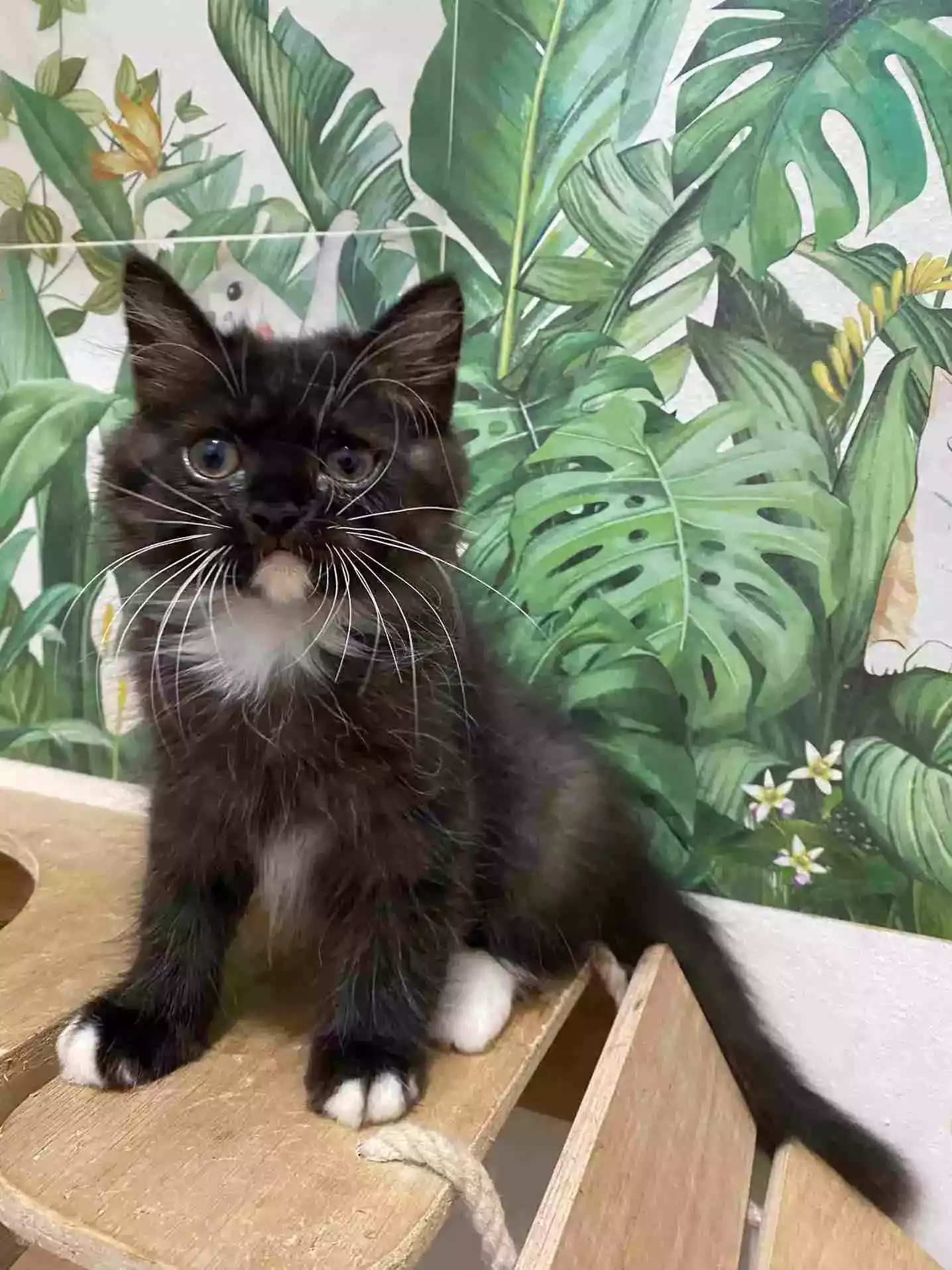 Kucing Persia Hitam Putih Bersih Bulu Lebat Lincah