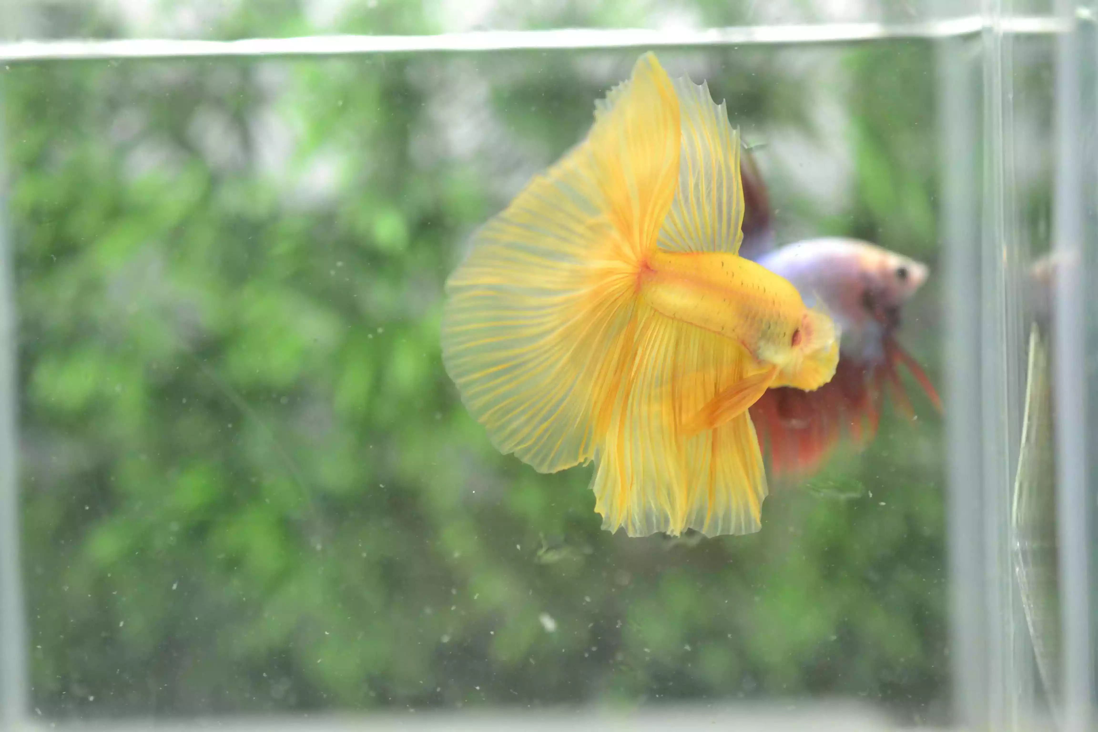 Ikan Cupang Halfmoon Yellow