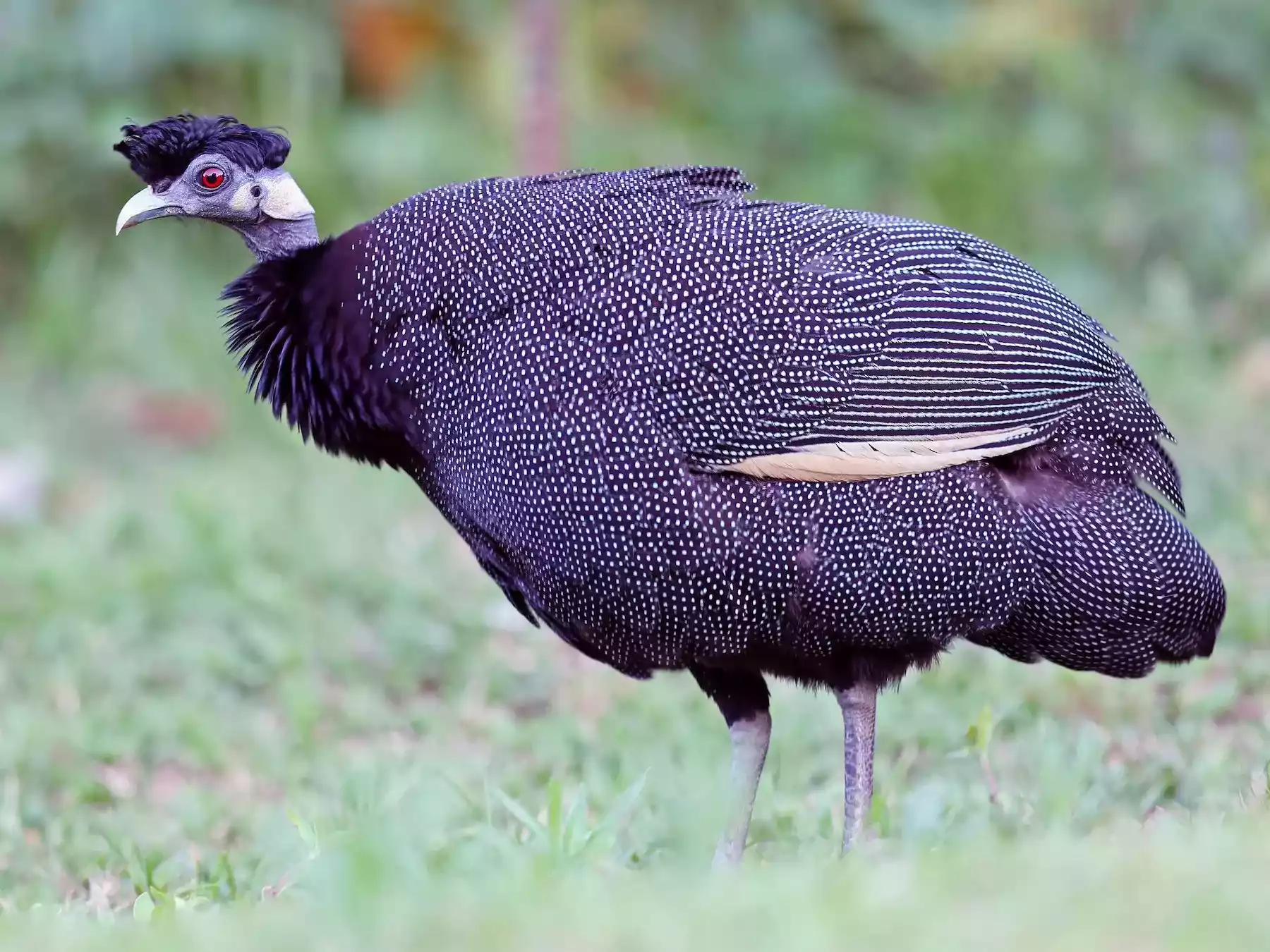 Ayam Guinea Fowl (Mutiara)