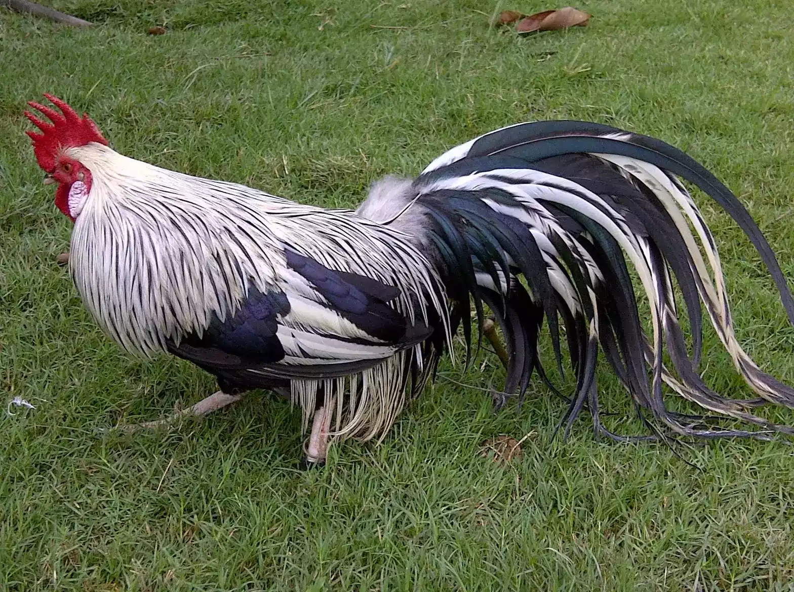 Ayam Phoenix