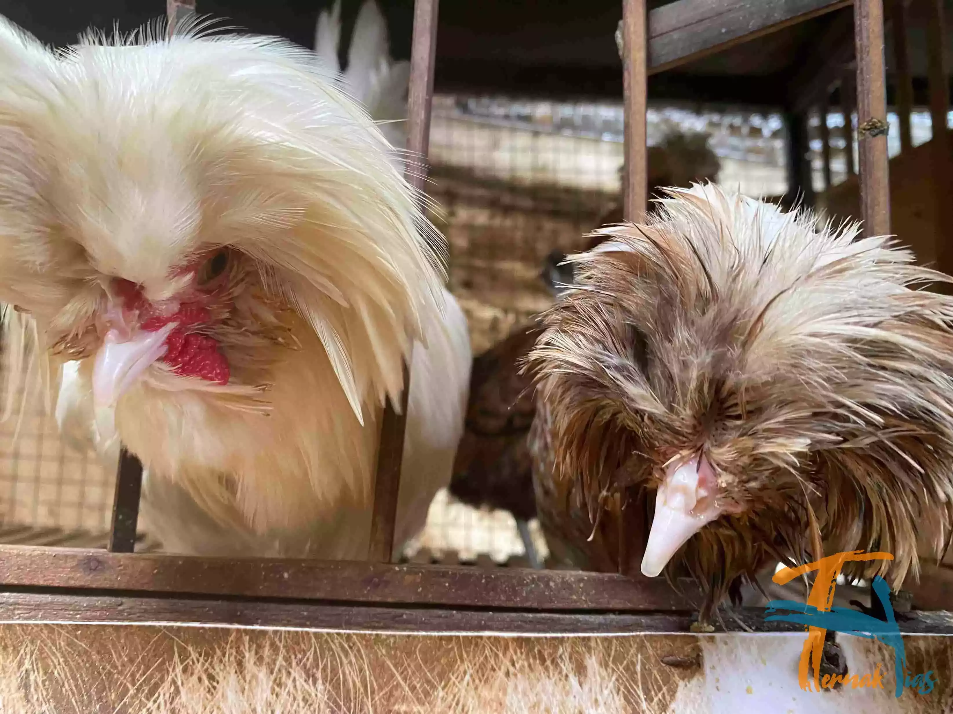 Ayam Poland