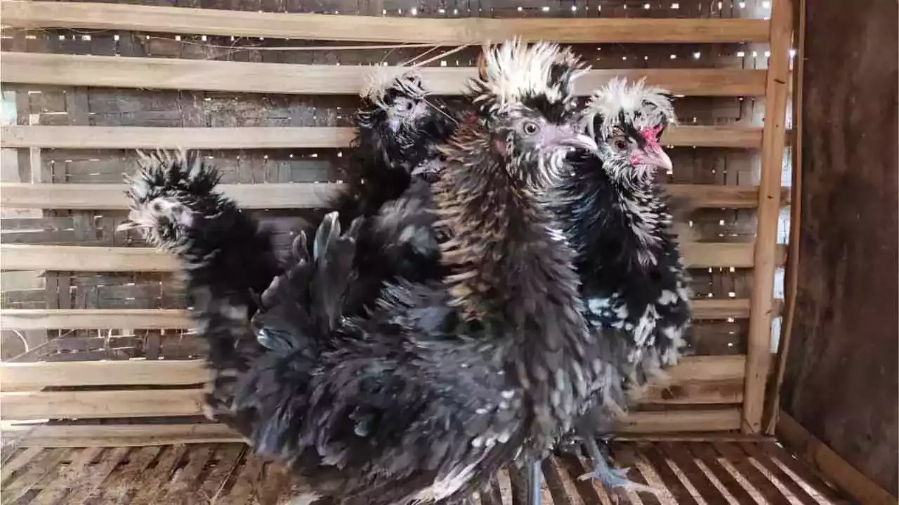 Ayam Kate Walik