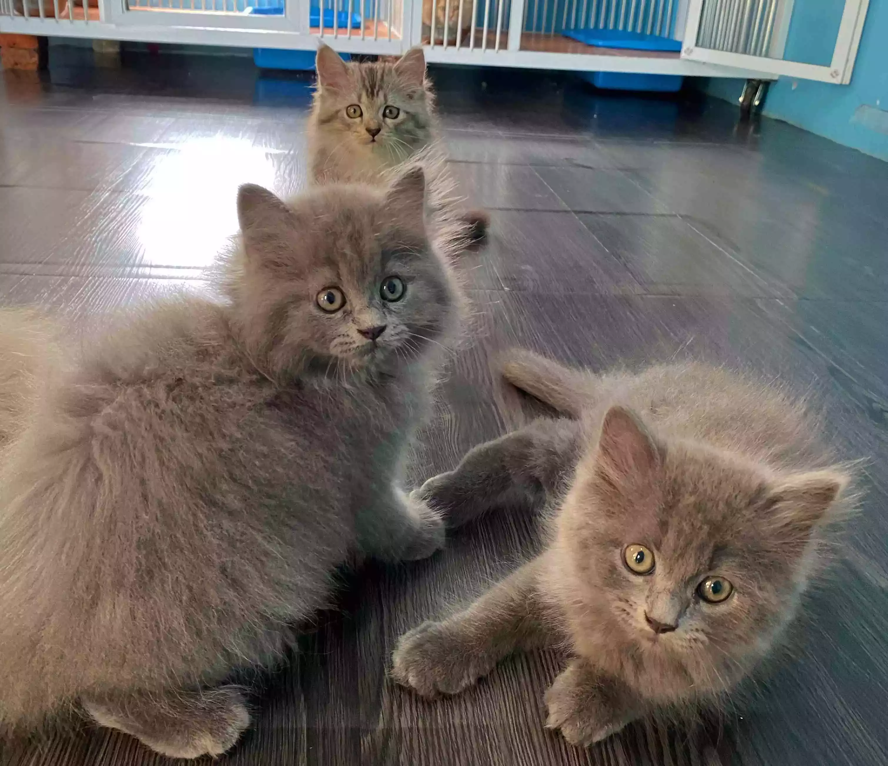 Kucing Persia