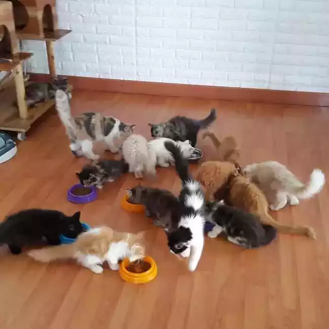 Kucing Persia