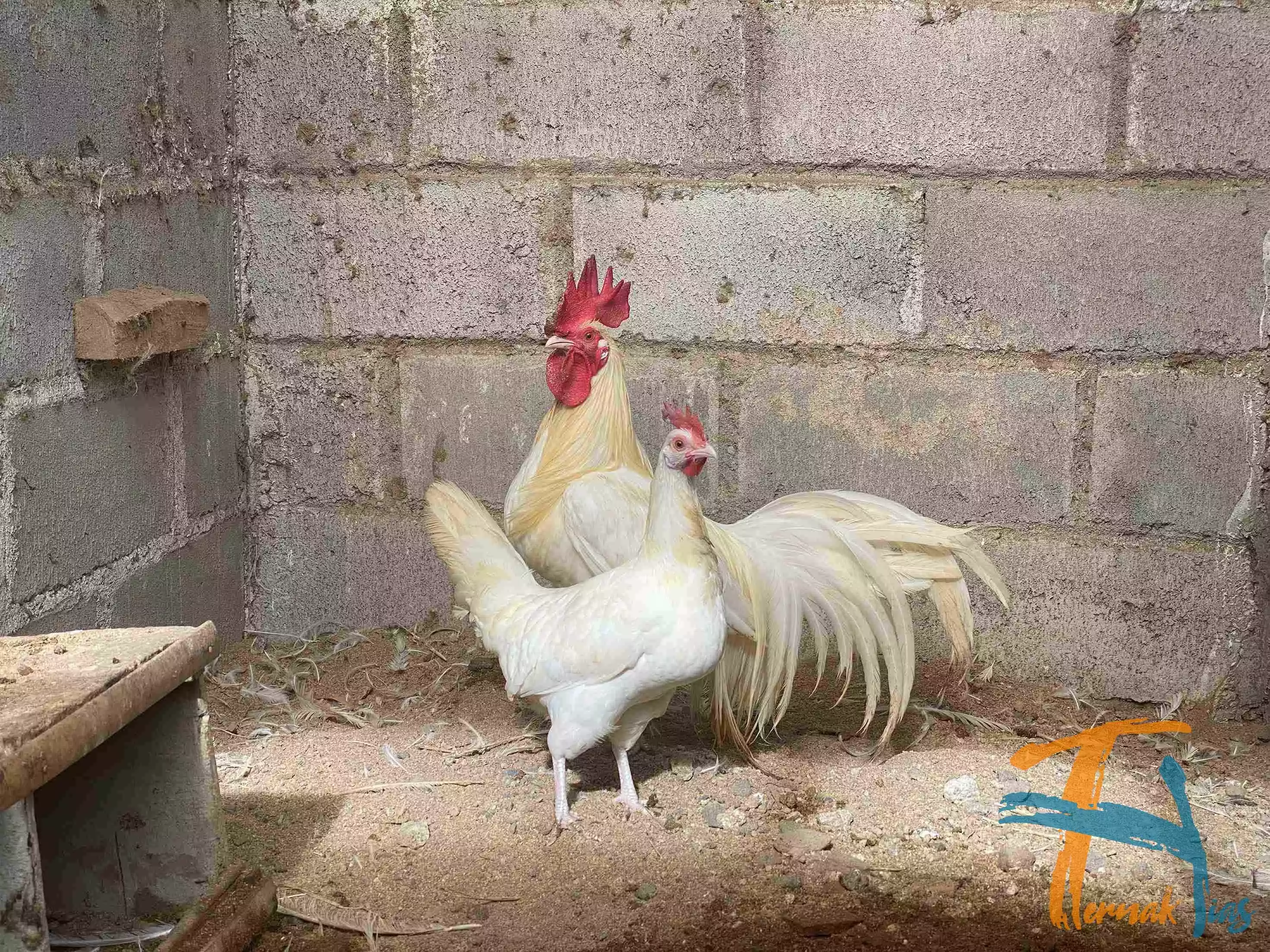 Ayam Onagadori