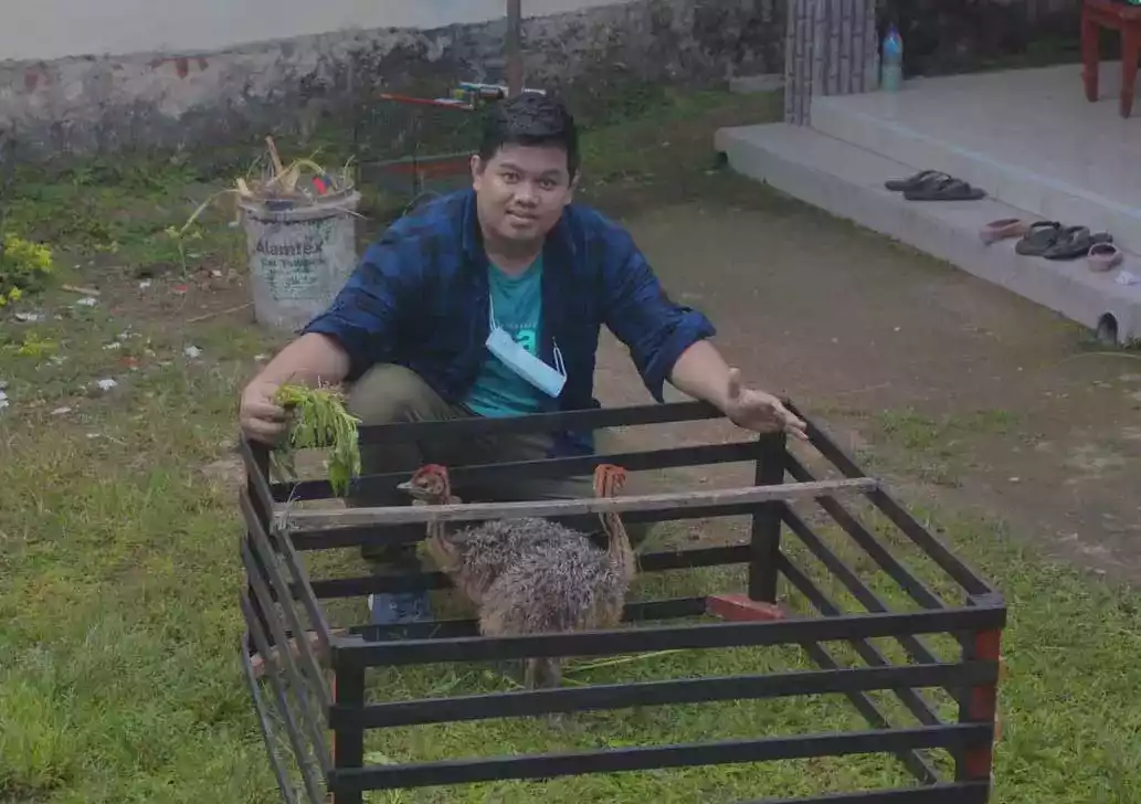 Burung Unta Anakan