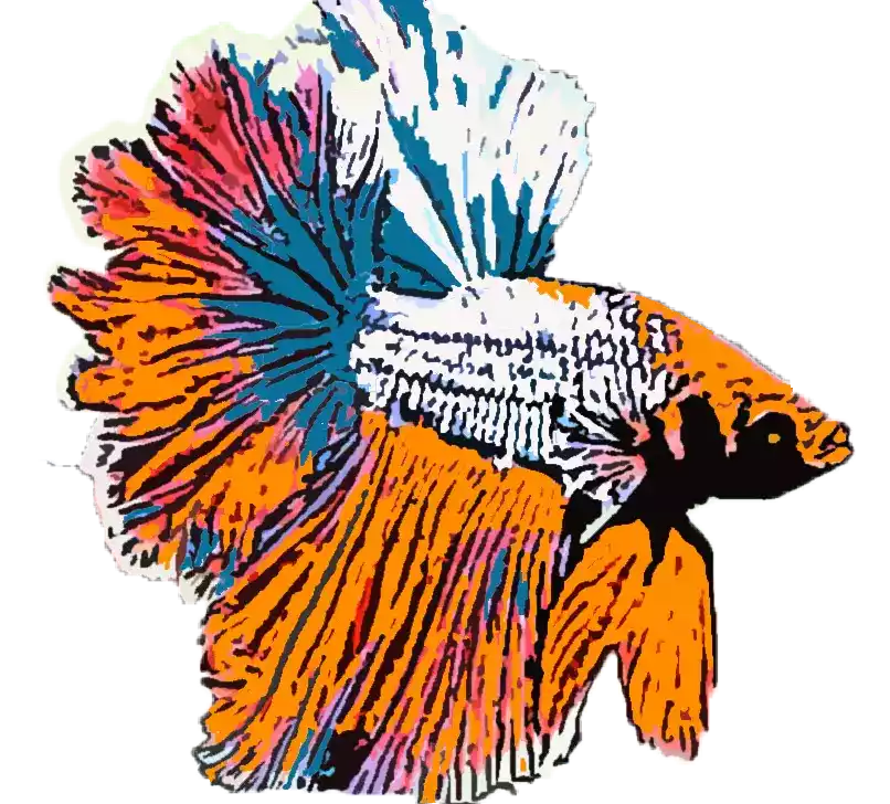 Ikan Cupang