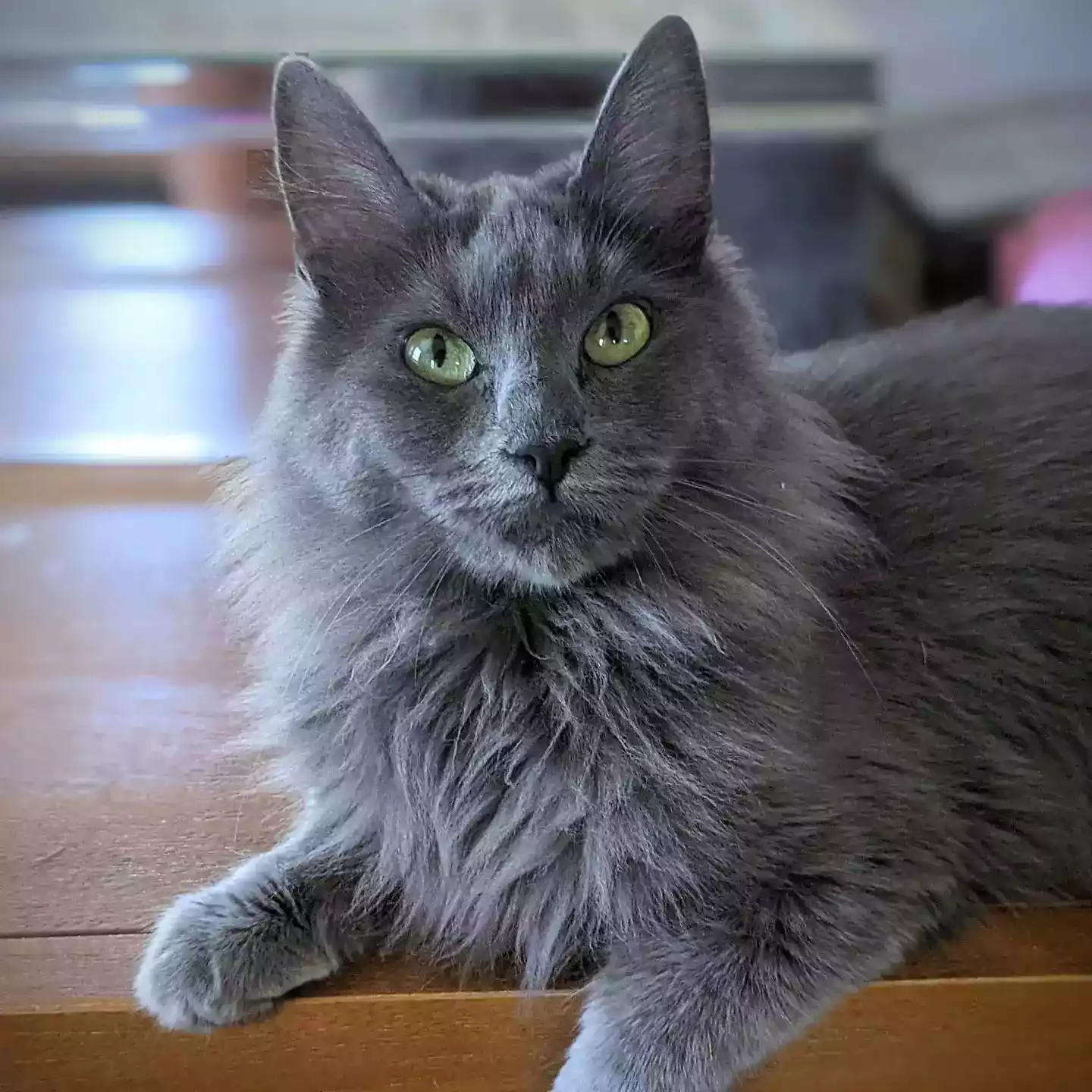 Kucing Angora