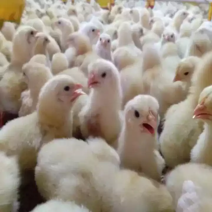 DOC Ayam Broiler
