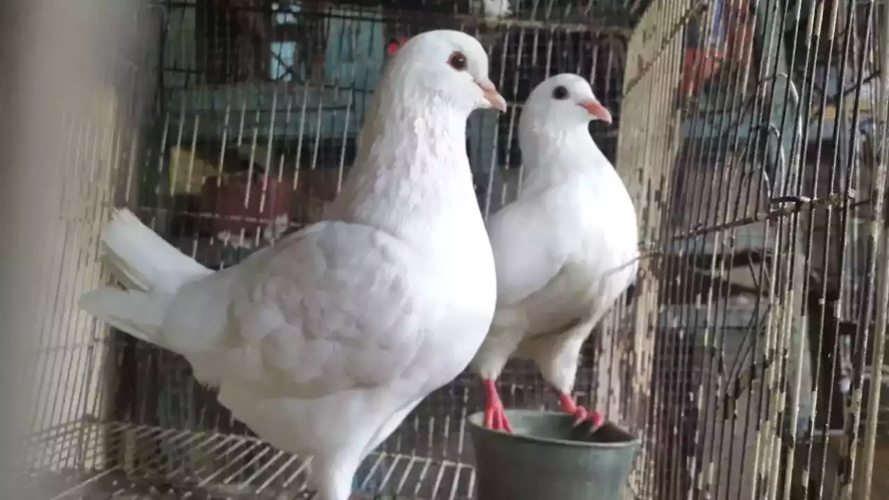 Burung Merpati King Jumbo