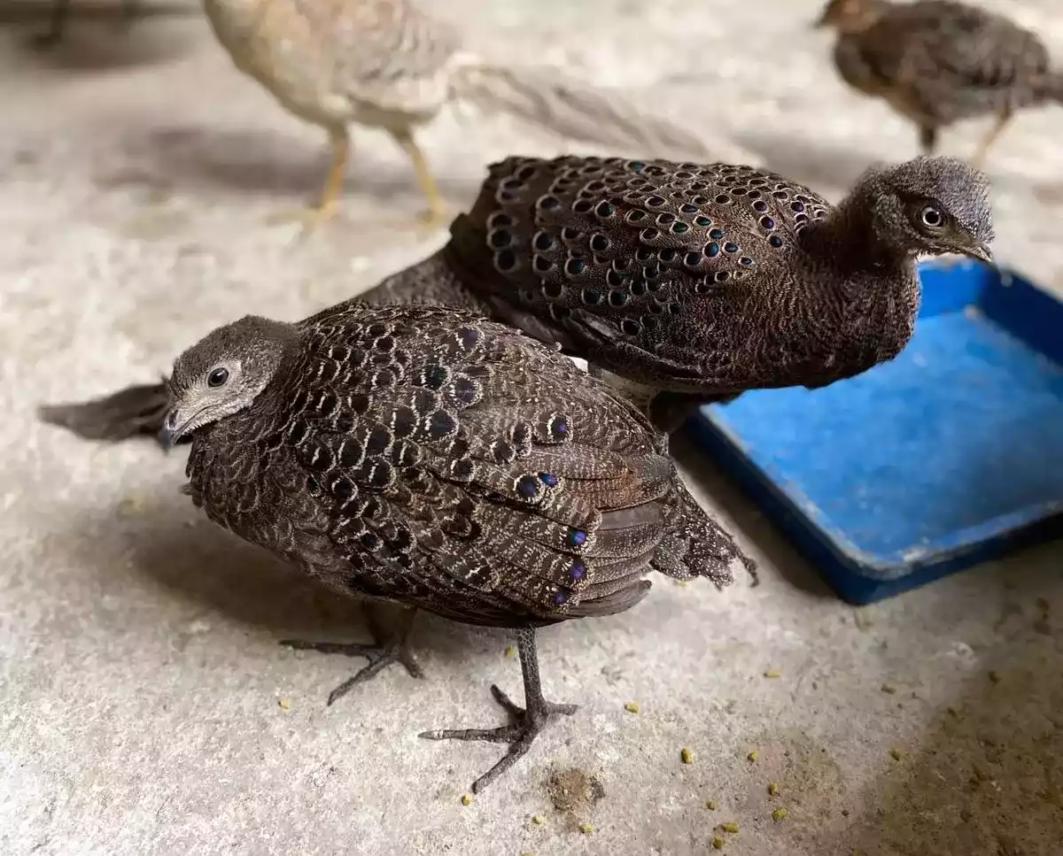 Grey Peacock Pheasant