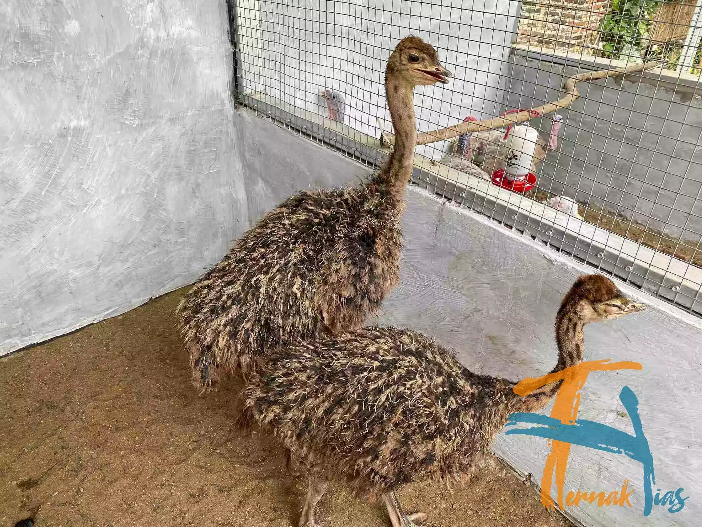 Burung Unta