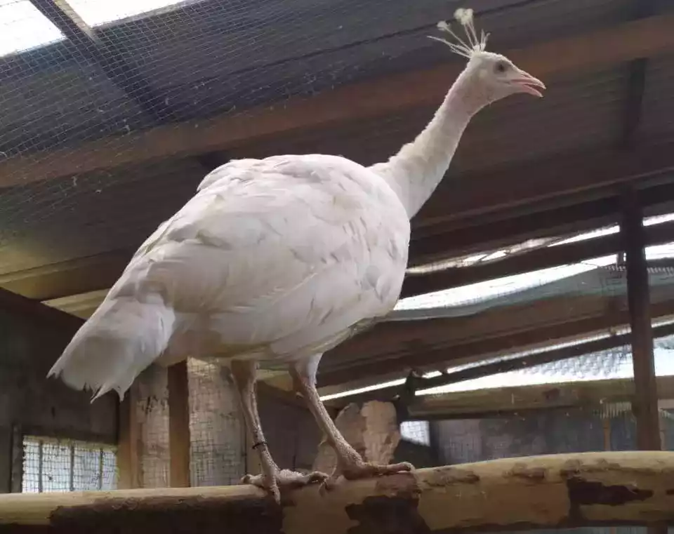 Burung Merak Putih